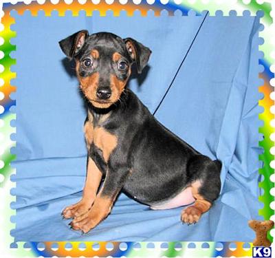 Miniature Pinscher Puppies for Sale